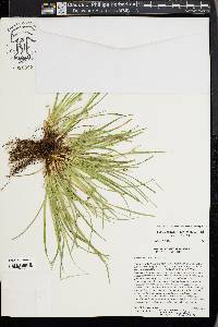 Carex timida image