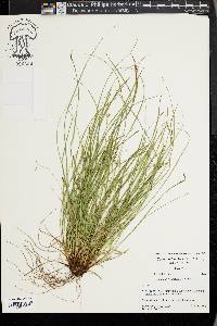 Carex timida image