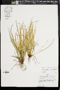 Carex timida image