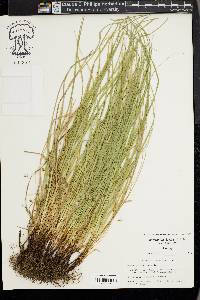 Carex timida image