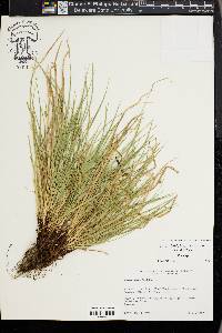 Carex timida image