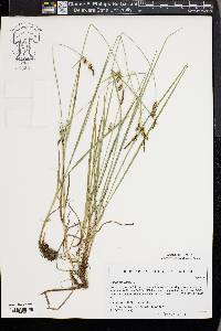Carex tomentosa image