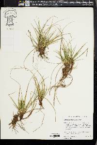 Carex tonsa image