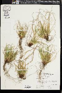 Carex tonsa image