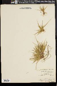 Carex tonsa image