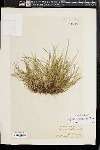 Carex tonsa image