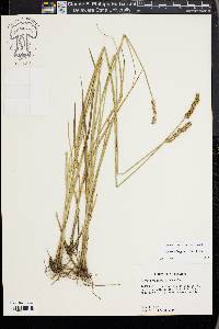 Carex triangularis image