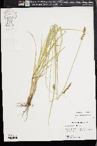 Carex triangularis image