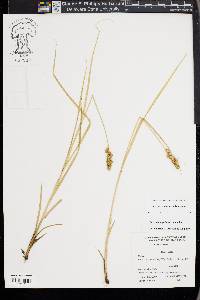 Carex triangularis image