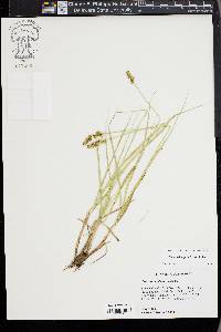 Carex triangularis image