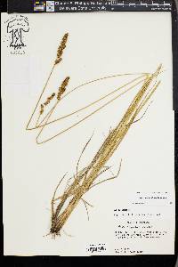 Carex triangularis image