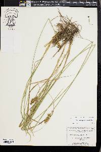 Carex triangularis image