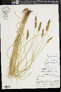 Carex triangularis image