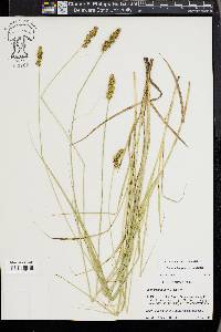 Carex triangularis image