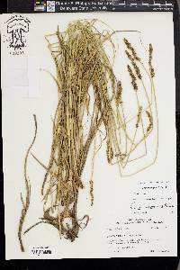 Carex triangularis image