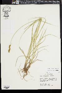 Carex triangularis image