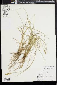 Carex triangularis image