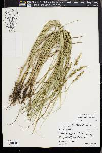 Carex triangularis image