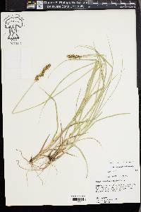 Carex triangularis image