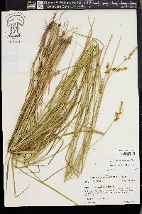 Carex triangularis image