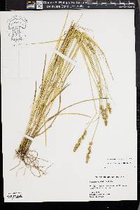 Carex triangularis image