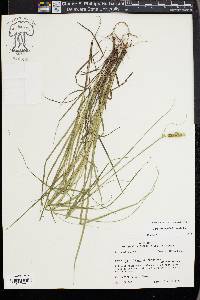 Carex triangularis image