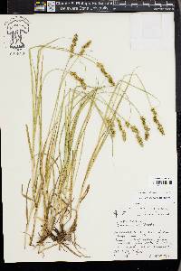 Carex triangularis image