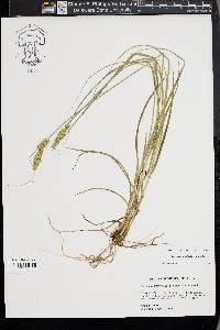 Carex triangularis image