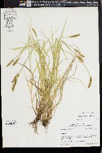 Carex triangularis image