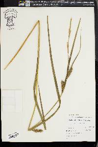 Carex trichocarpa image