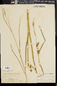 Carex trichocarpa image