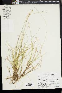 Carex trisperma image