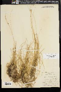 Carex trisperma image