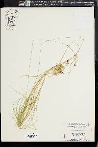 Carex trisperma image