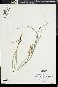 Carex tuckermanii image