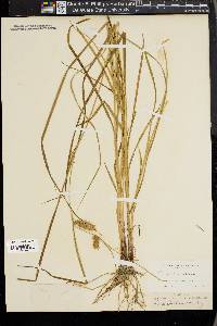 Carex tuckermanii image