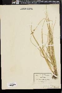 Carex turbinata image