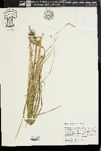 Carex turgescens image