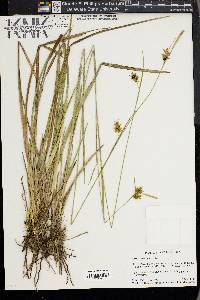 Carex turgescens image