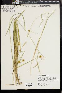 Carex turgescens image