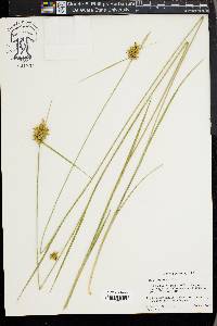 Carex turgescens image