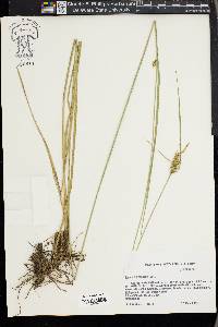 Carex turgescens image