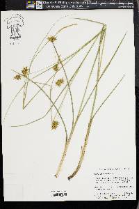 Carex turgescens image