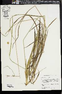 Carex turgescens image