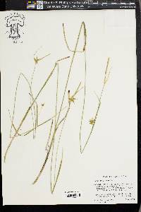 Carex turgescens image