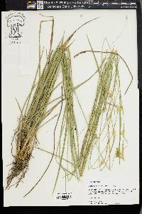 Carex turgescens image