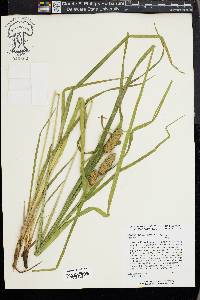 Carex typhina image