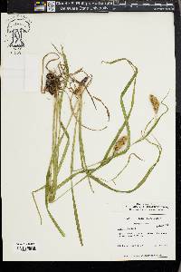 Carex typhina image