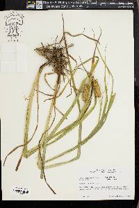 Carex typhina image