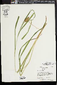 Carex typhina image